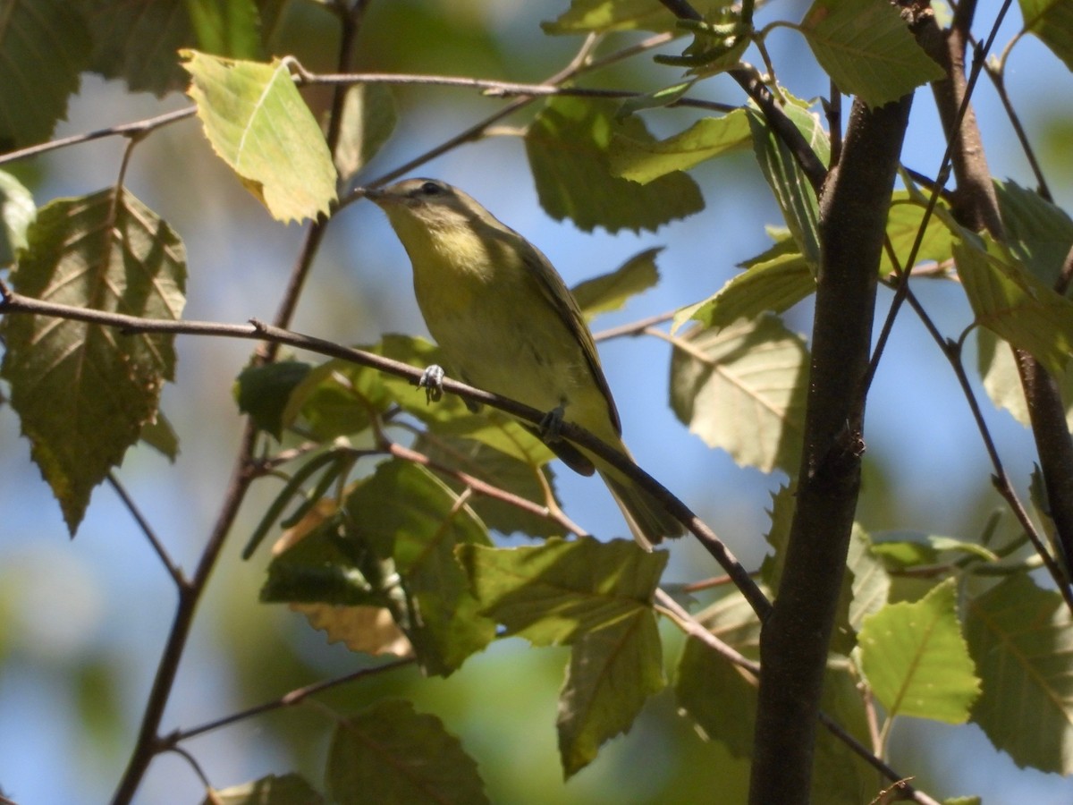 Philadelphia Vireo - P Chappell