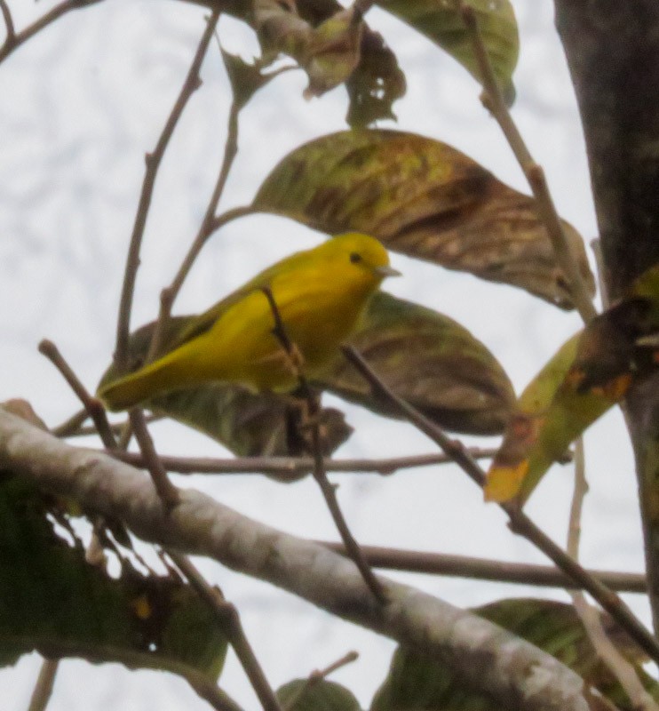 Yellow Warbler (Northern) - ML609615807