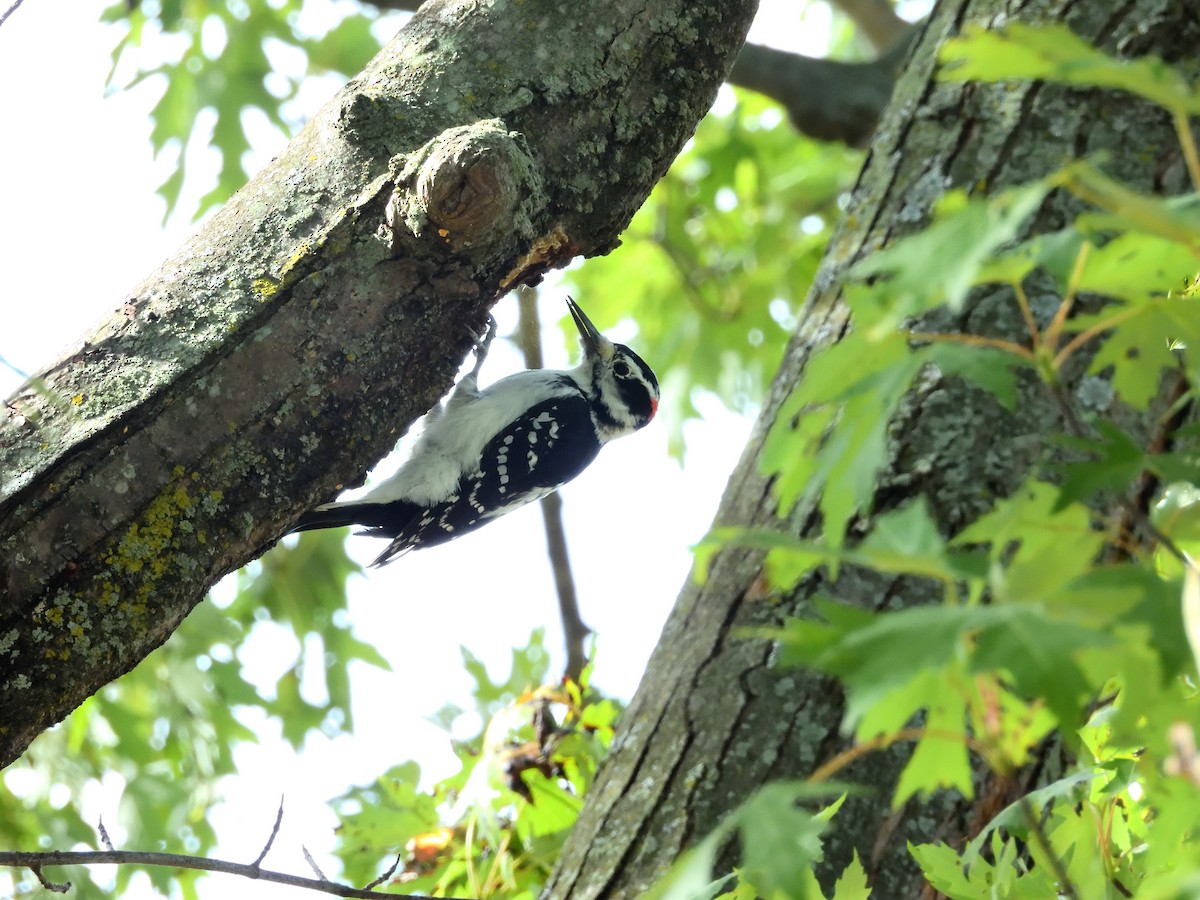 Hairy Woodpecker - ML609615869