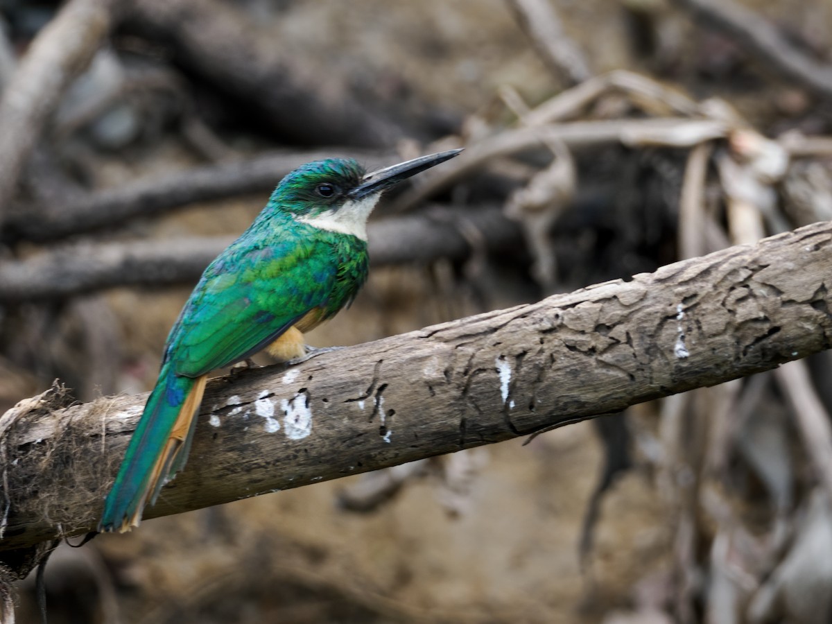 Rufous-tailed Jacamar - ML609615905