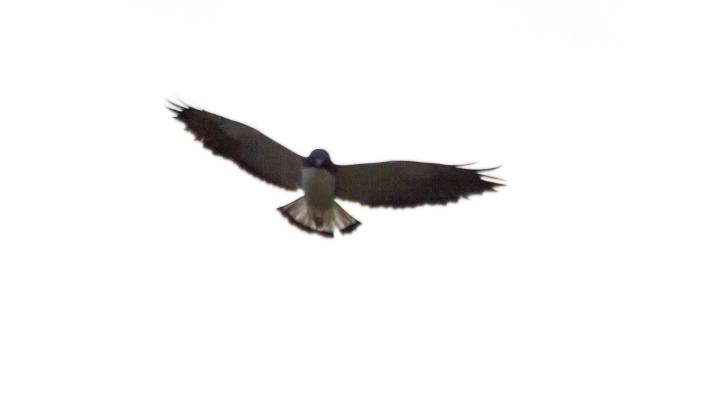 White-tailed Hawk - ML609615934