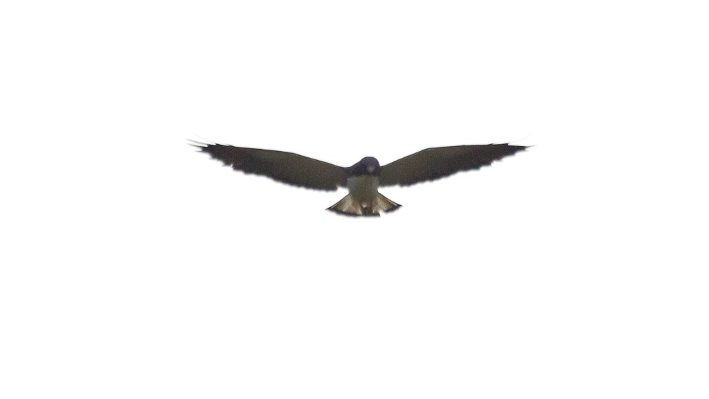 White-tailed Hawk - ML609615936