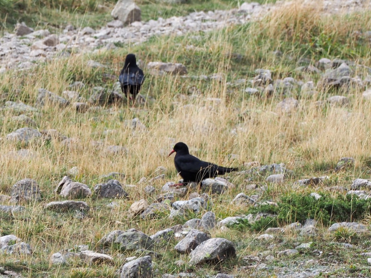 Red-billed Chough - ML609616004