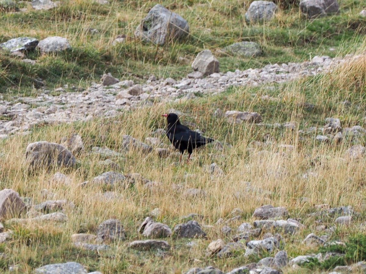 Red-billed Chough - ML609616005