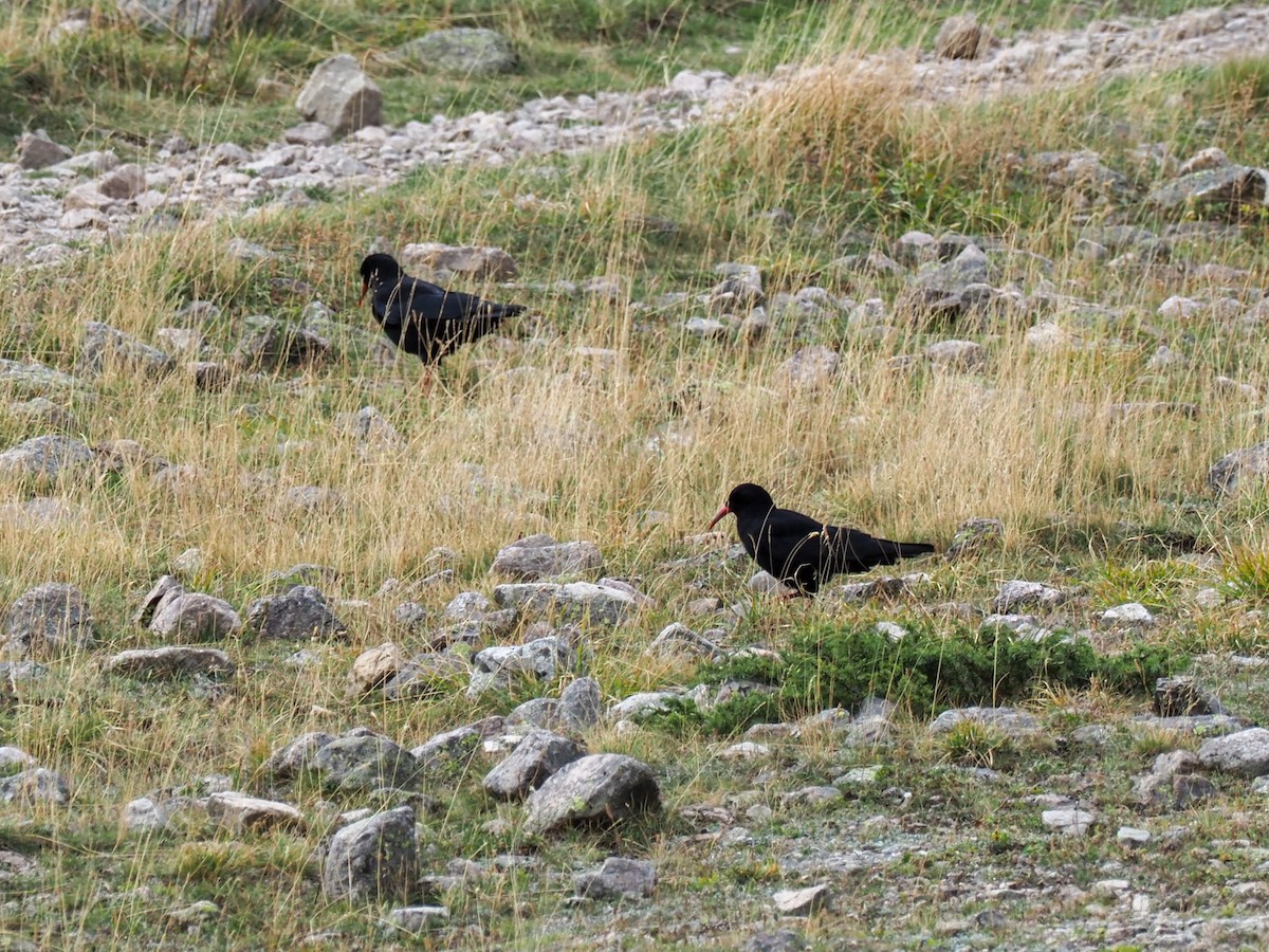 Red-billed Chough - ML609616006
