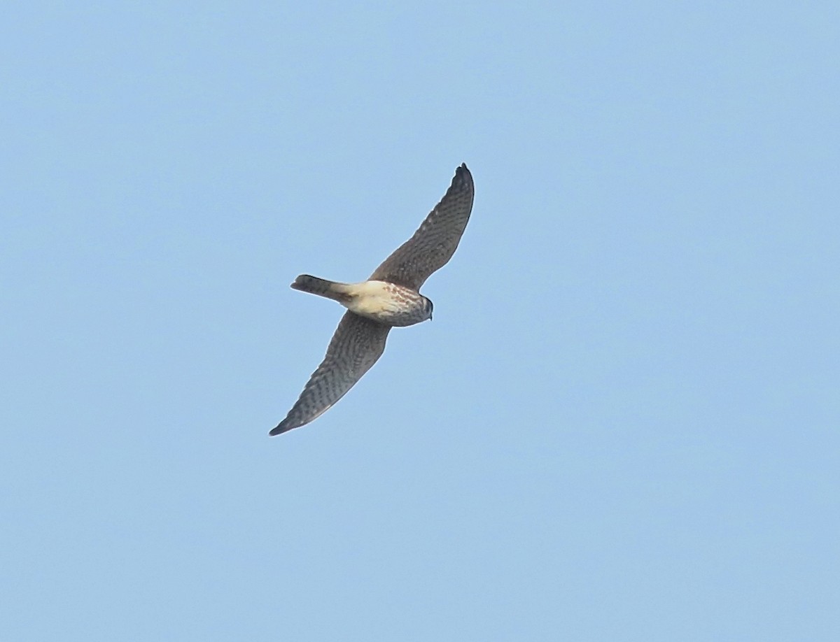 American Kestrel - ML609616021