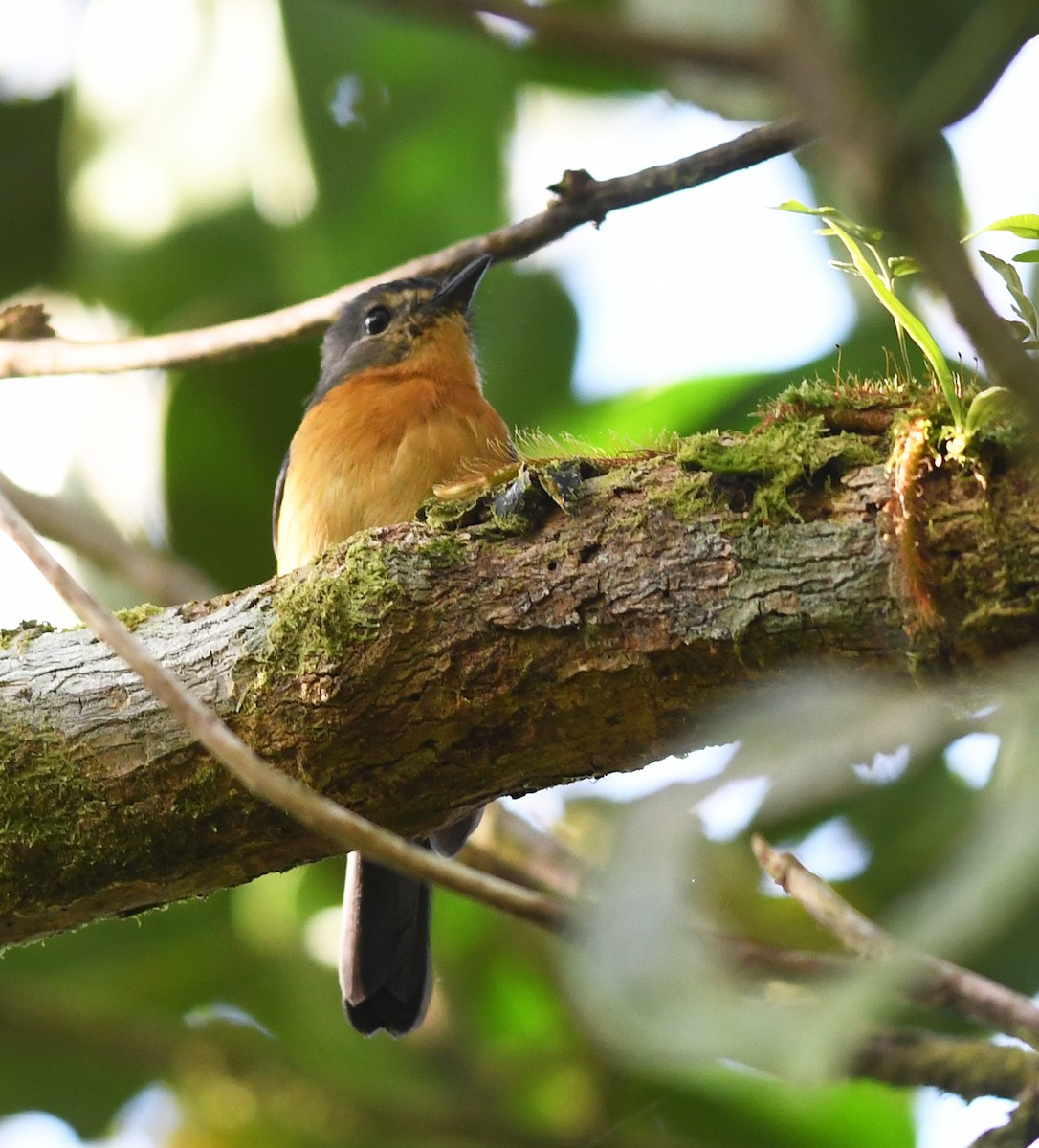 Sulawesi Blue Flycatcher (Sulawesi) - ML609616055