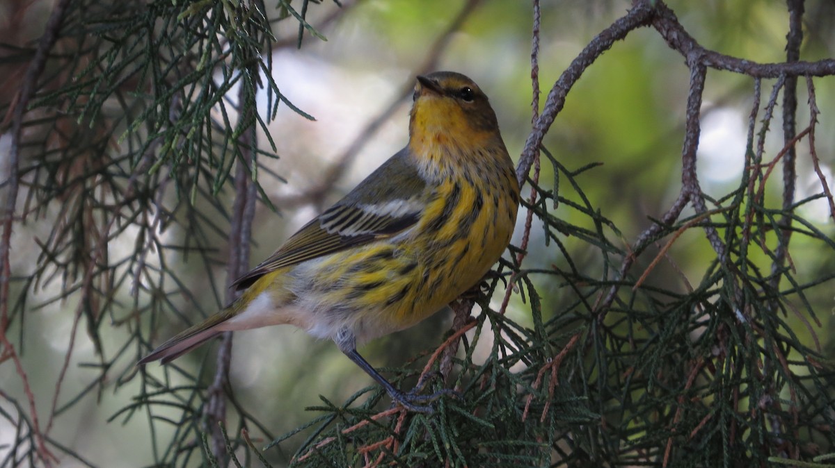 Cape May Warbler - ML609616079