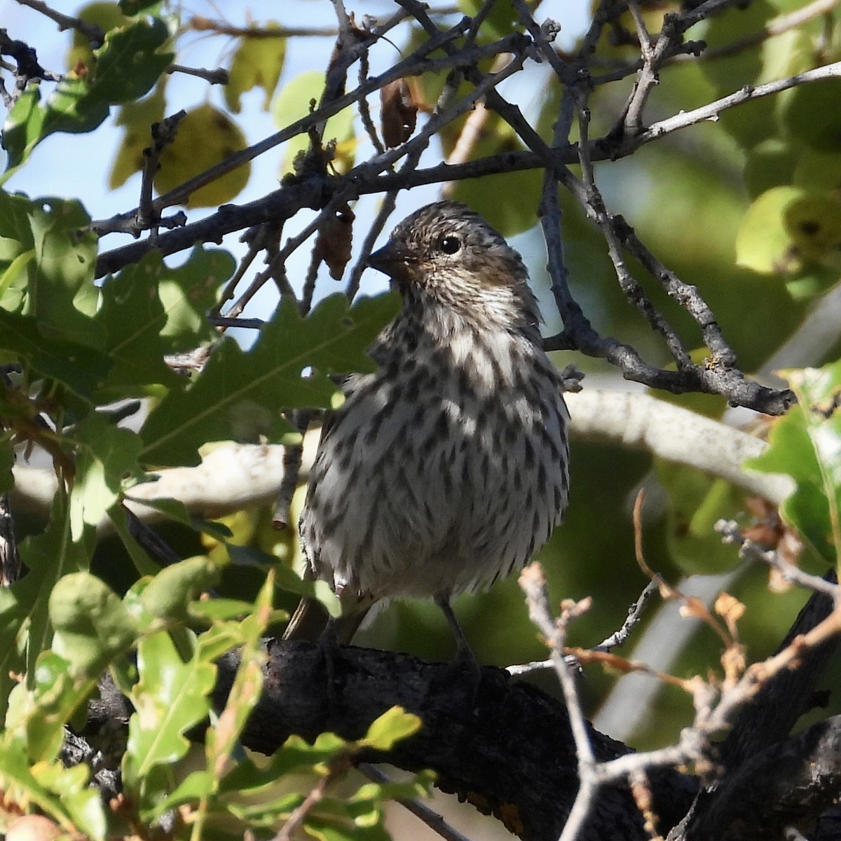 Cassin's Finch - ML609616082