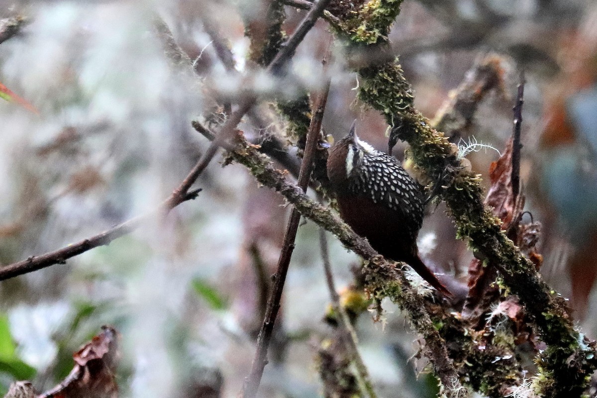 Pearled Treerunner - Stephen Gast