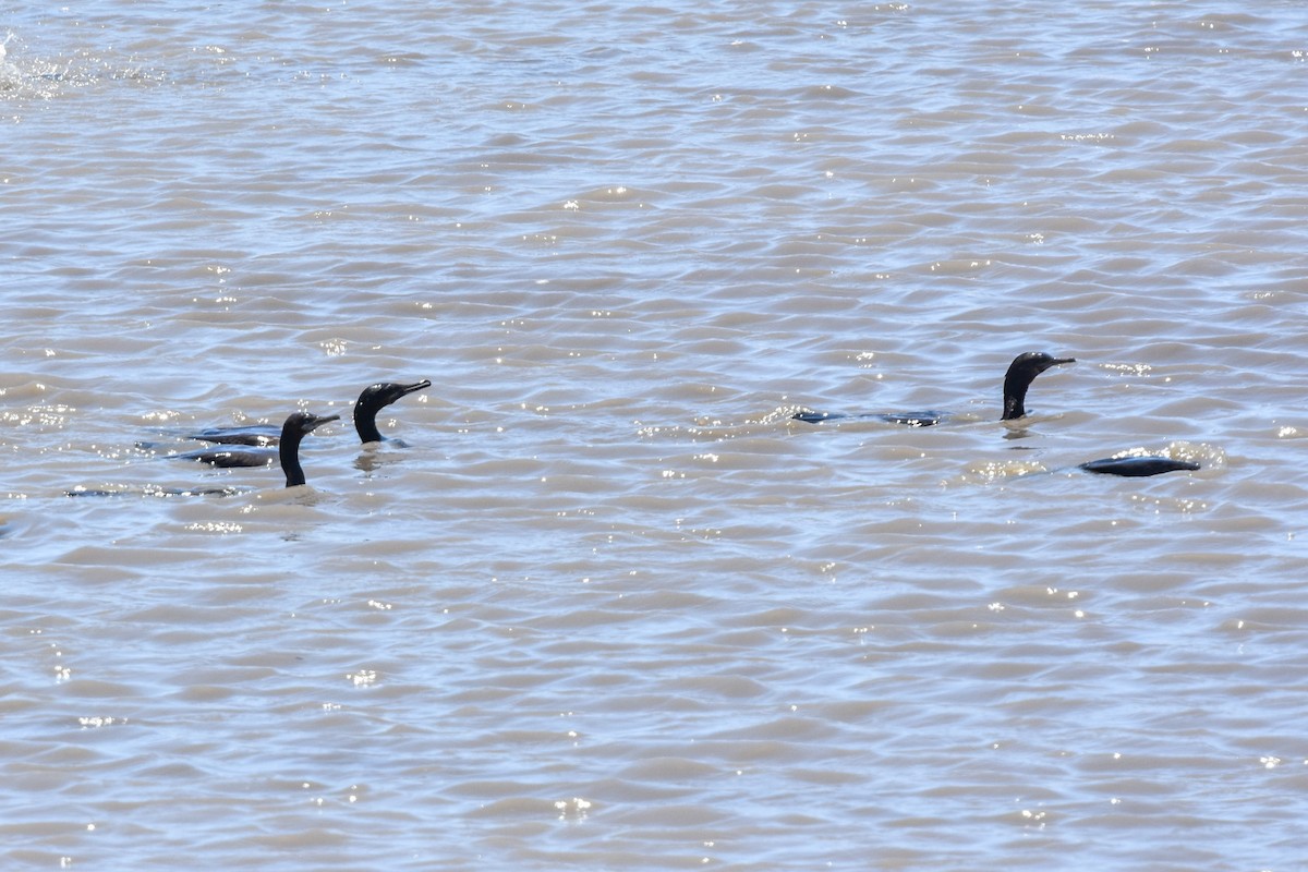 Little Black Cormorant - Ted Kavanagh