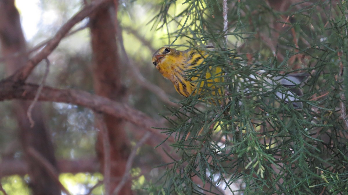 Cape May Warbler - ML609616160