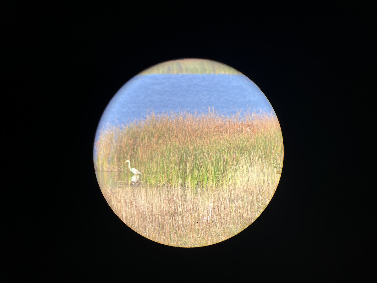 Great Egret - ML609616180