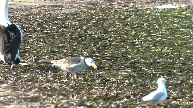 Pacific Gull - ML609616209