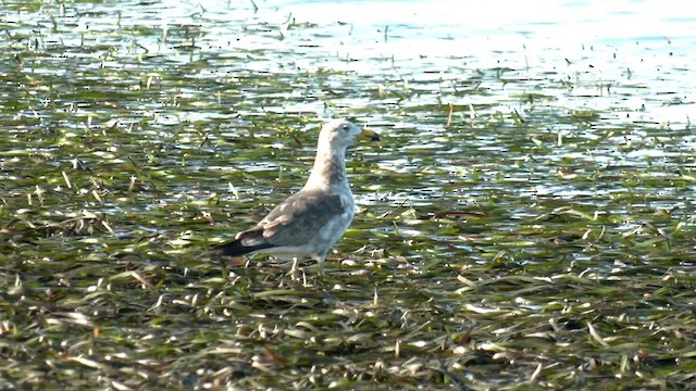 Gaviota de Tasmania - ML609616214