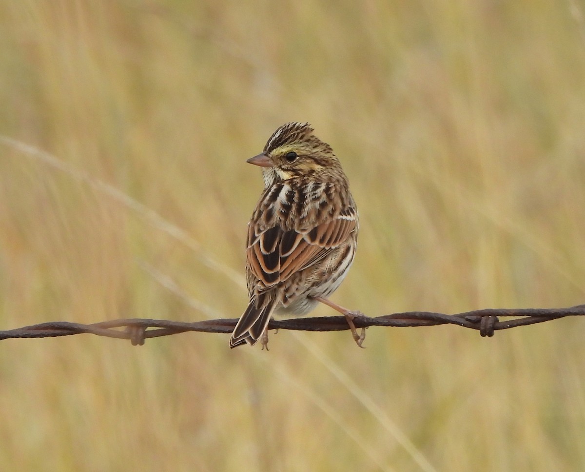 Savannah Sparrow - Jan Thom