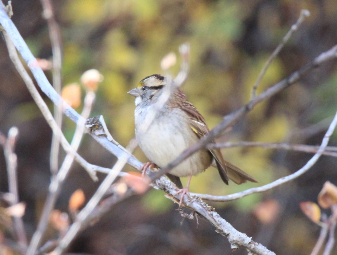 White-throated Sparrow - ML609616340