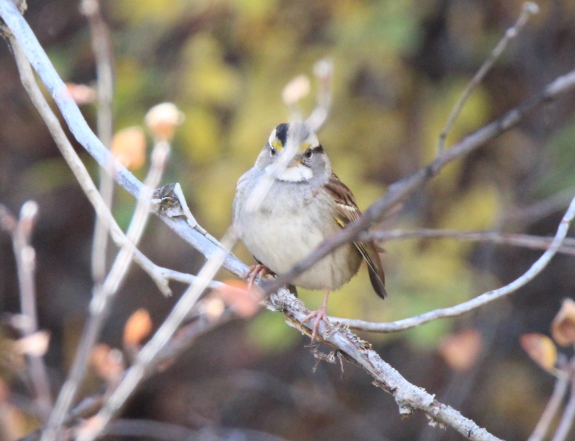 White-throated Sparrow - ML609616341