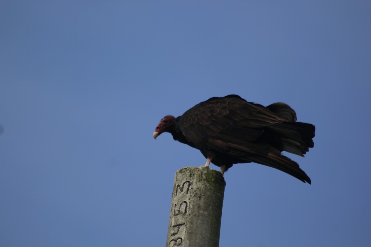 Turkey Vulture - ML609616364