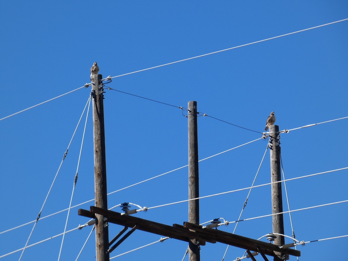 Red-tailed Hawk - ML609616402