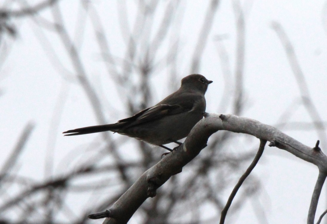Townsend's Solitaire - ML609616418