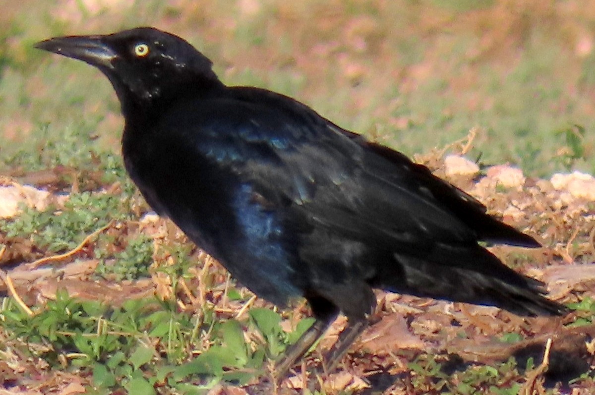 Great-tailed Grackle - ML609616449