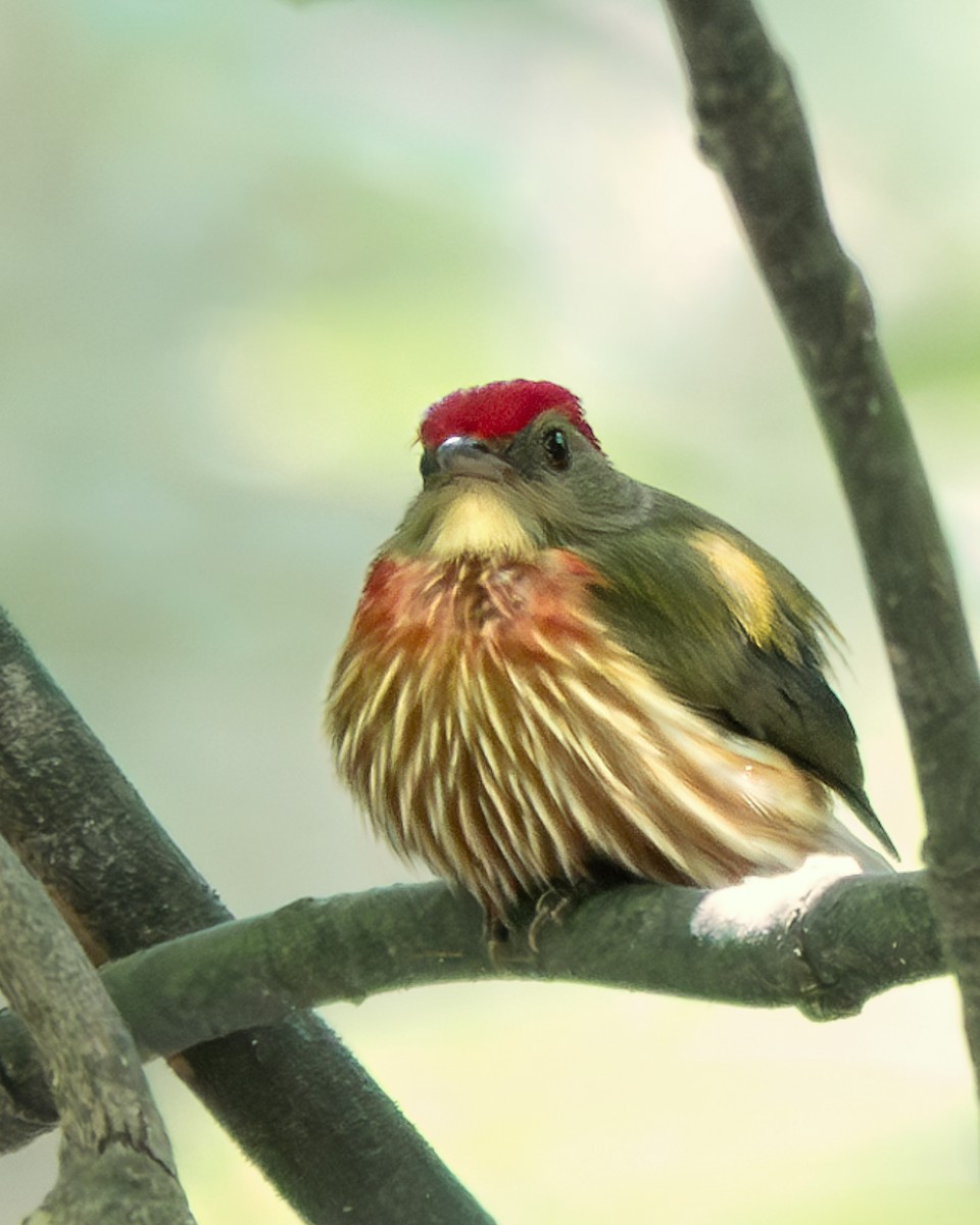 Striolated Manakin - Julián Arbeláez Aristizábal