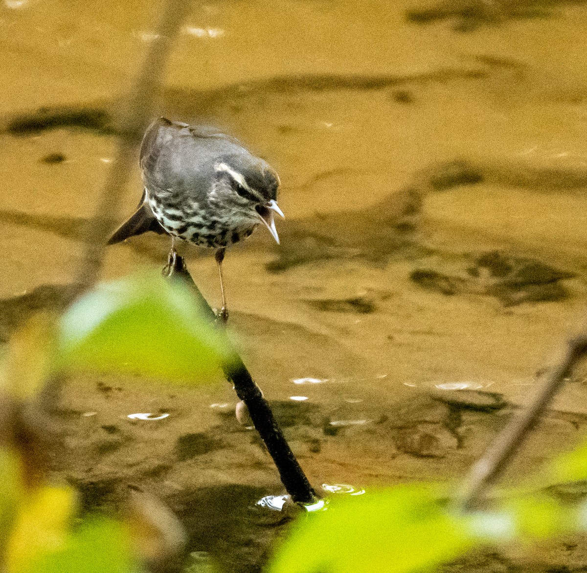 Northern Waterthrush - ML609616614