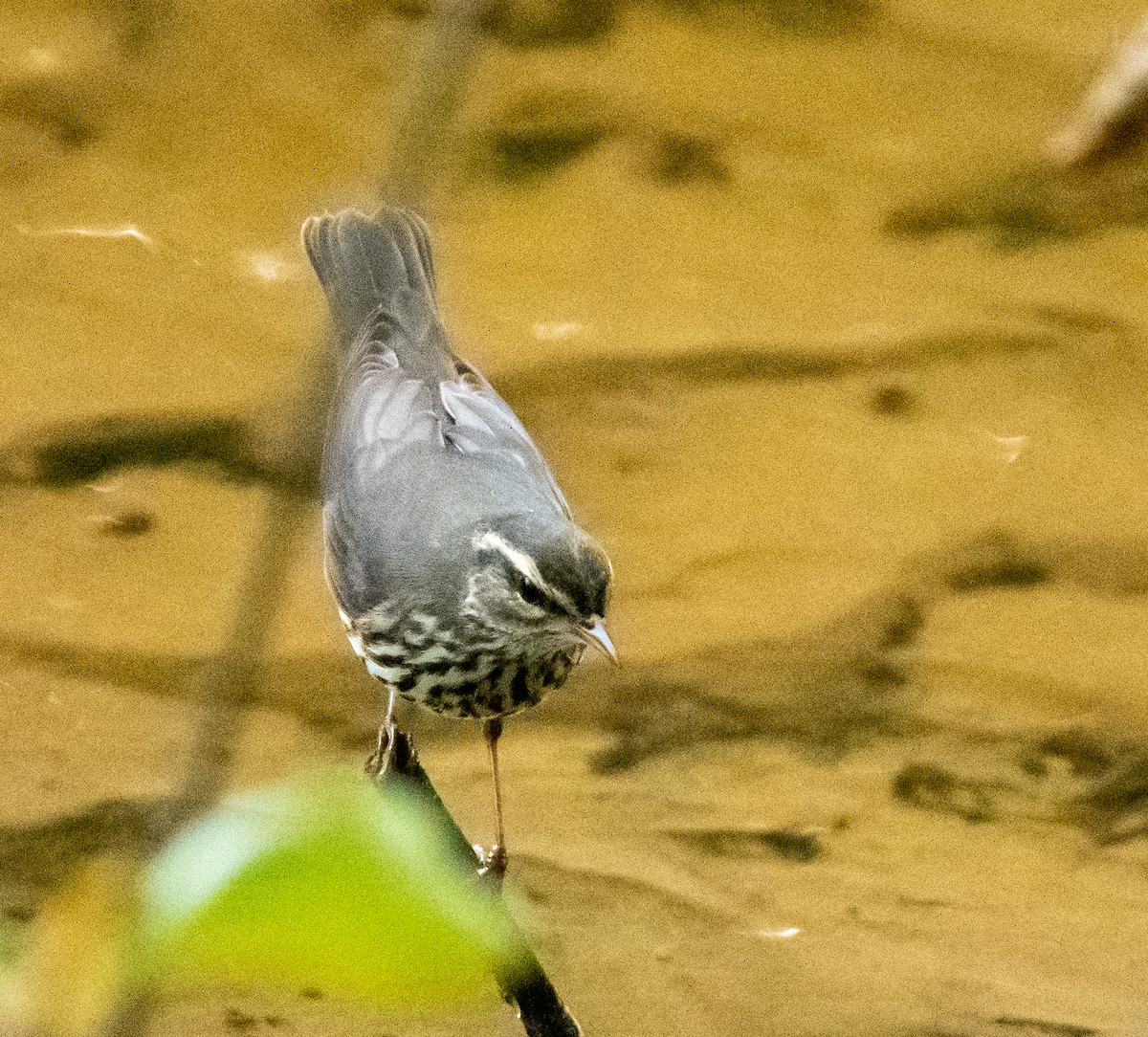 Northern Waterthrush - ML609616636