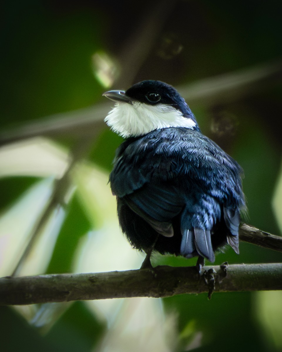 White-bibbed Manakin - ML609616637