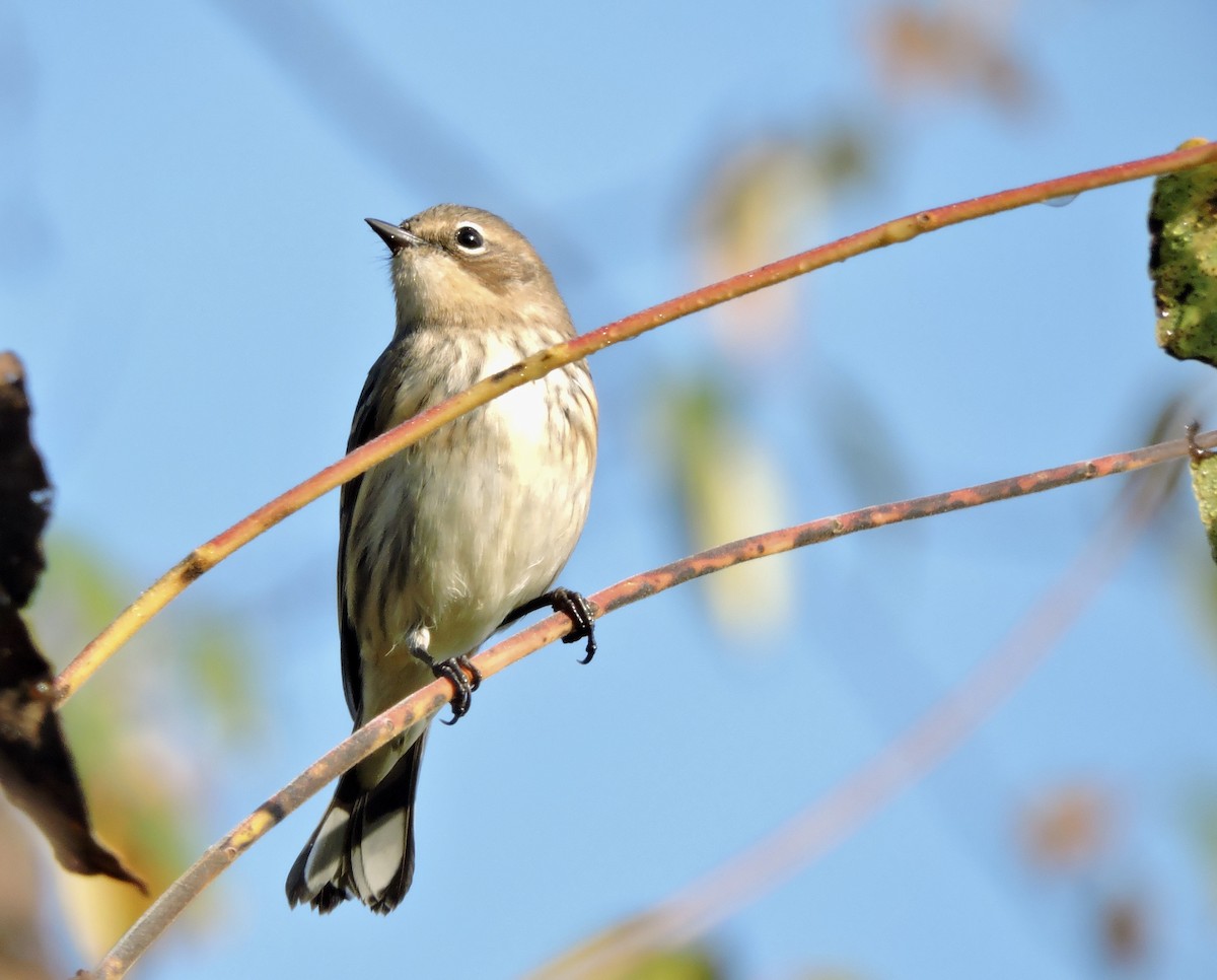 Yellow-rumped Warbler (Myrtle) - ML609616671