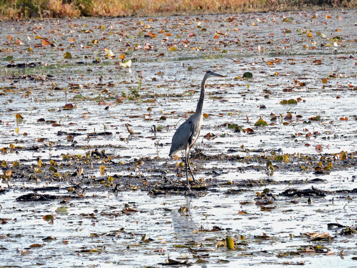 Great Blue Heron - ML609616683