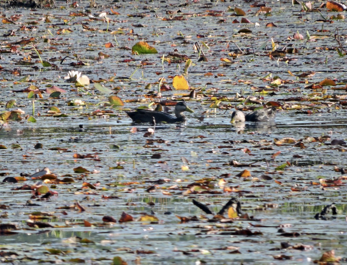 American Black Duck - ML609616733