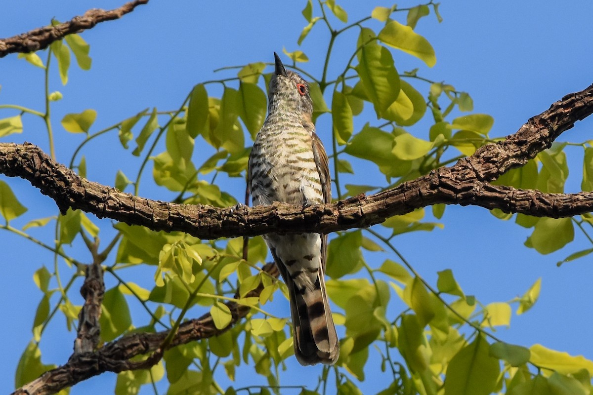 Little Bronze-Cuckoo (Little) - Ted Kavanagh