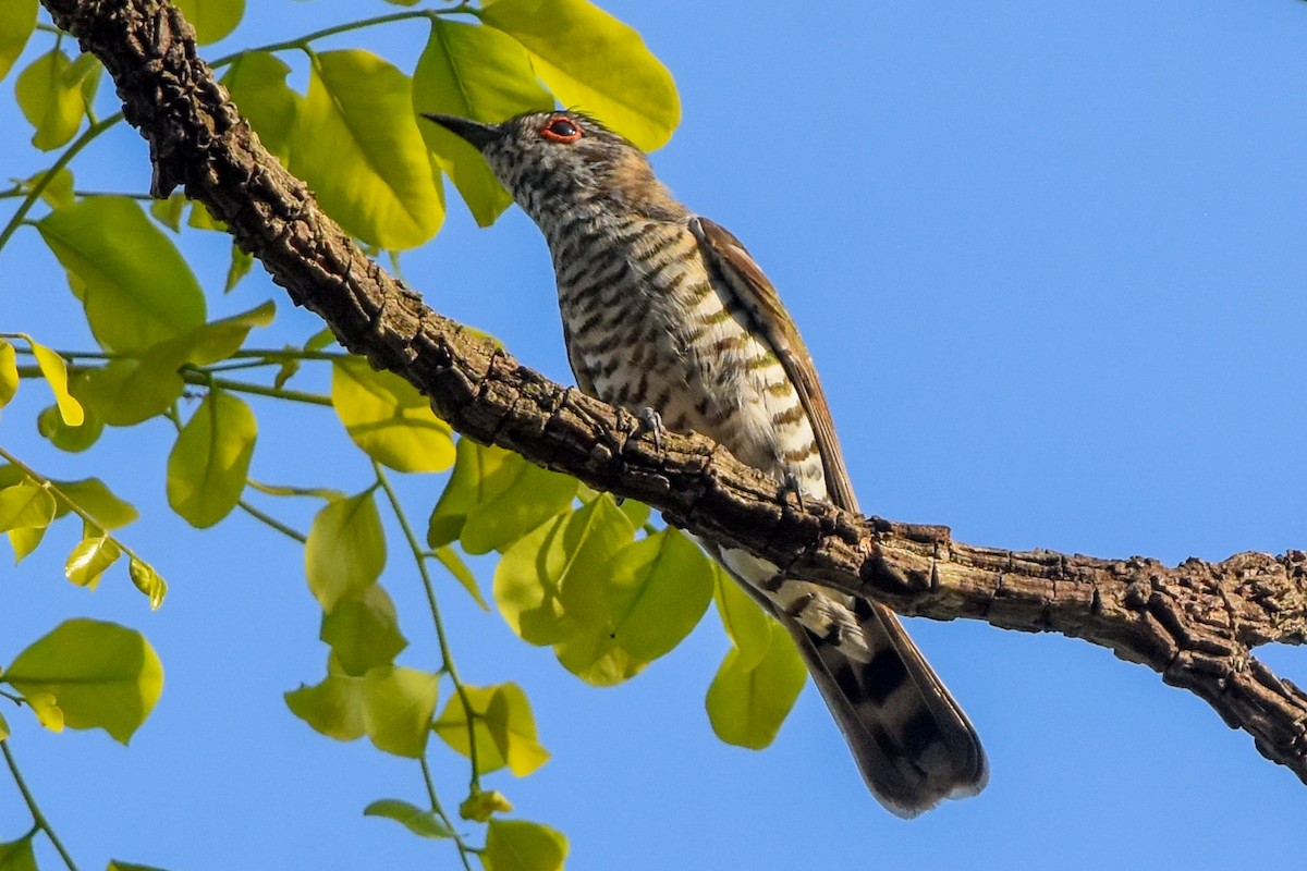 Little Bronze-Cuckoo (Little) - ML609616797