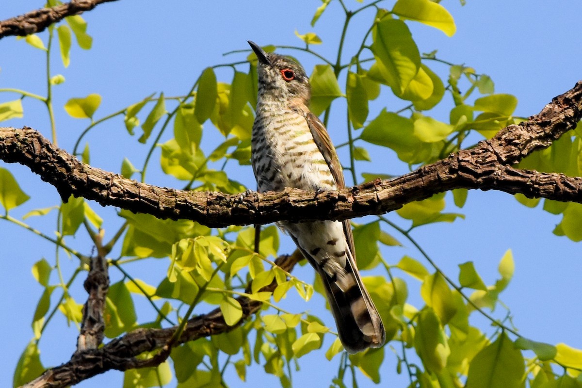 Little Bronze-Cuckoo (Little) - Ted Kavanagh