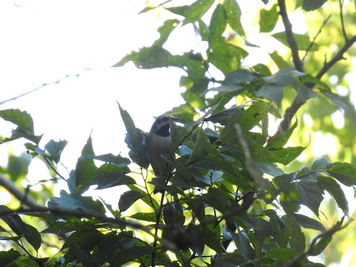 Golden-winged Warbler - ML609616851