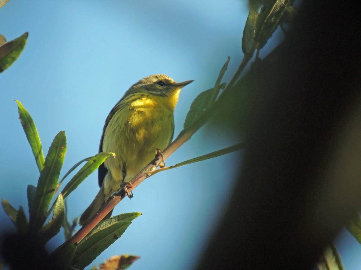 Prairie Warbler - ML609616883