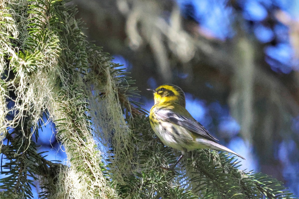 Townsend's Warbler - ML609616939