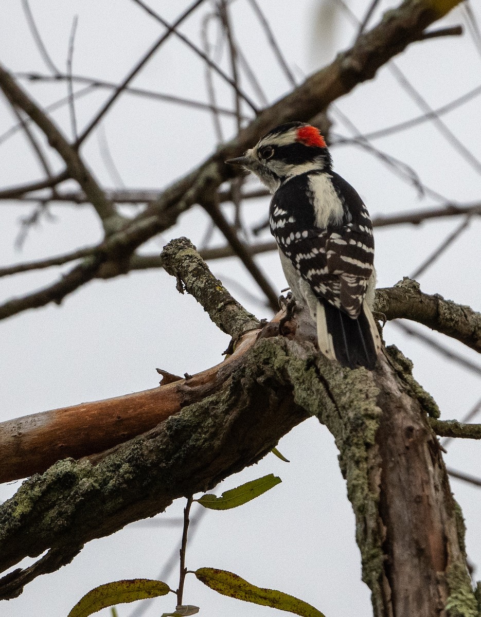 Downy Woodpecker - Glen Miller