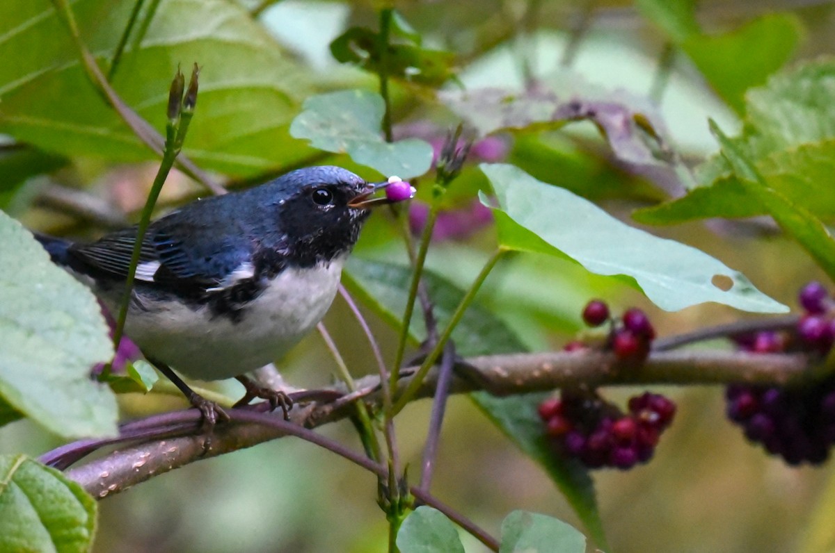 Black-throated Blue Warbler - ML609617013