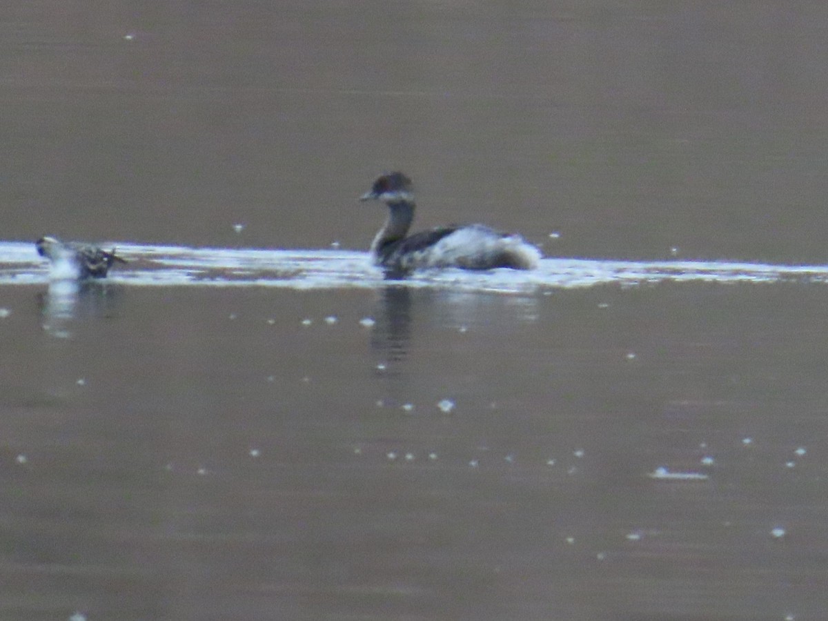 Eared Grebe - ML609617035