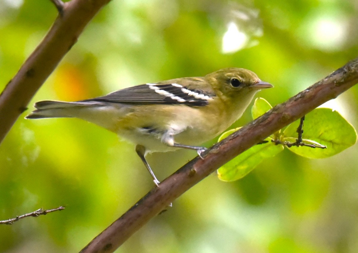 Bay-breasted Warbler - ML609617067