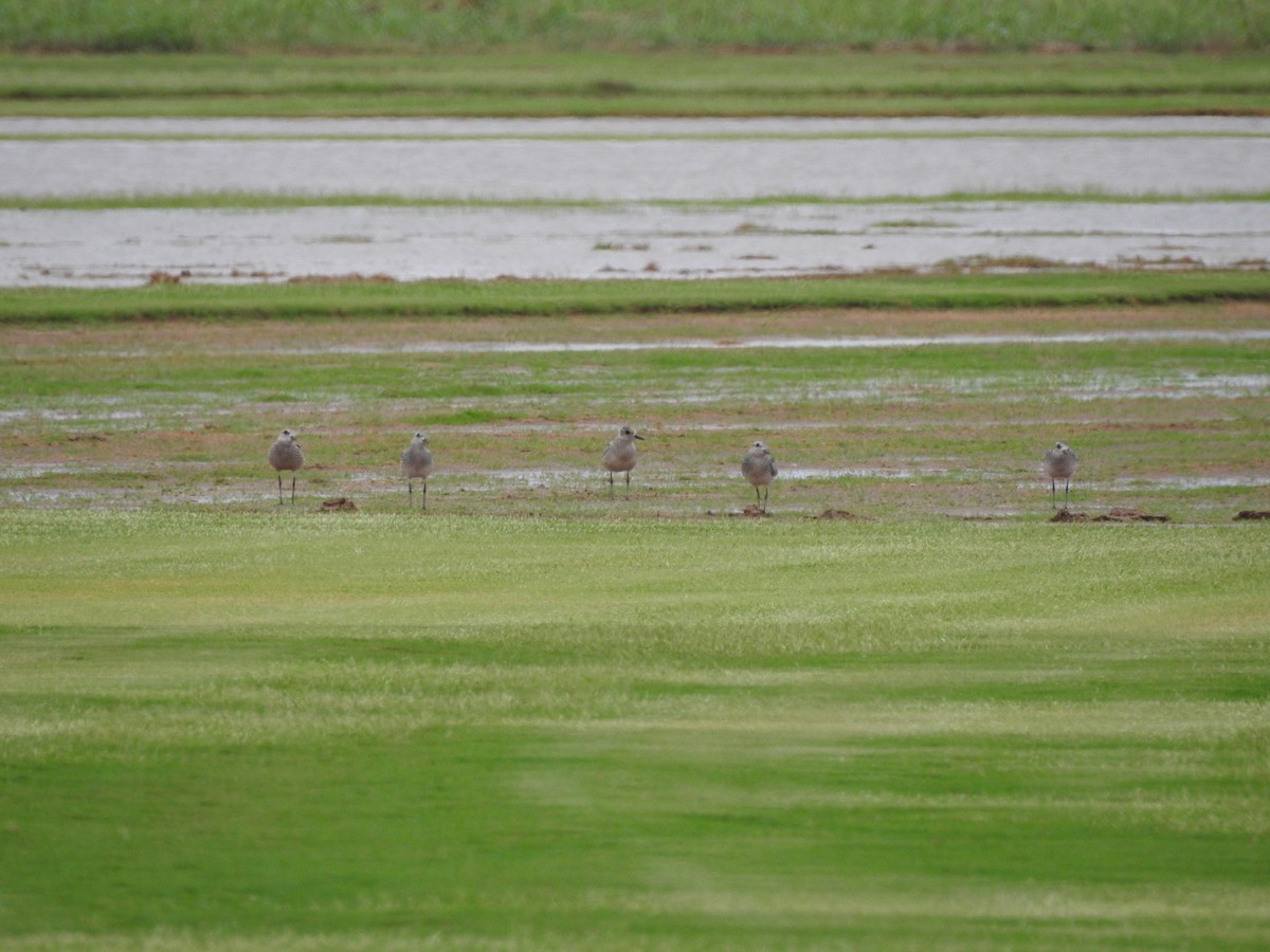 Black-bellied Plover - ML609617099