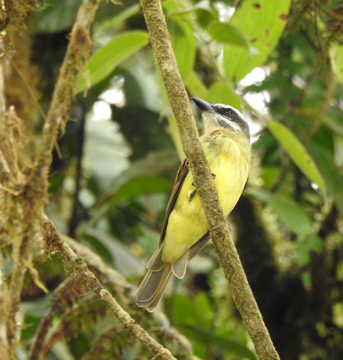 Golden-bellied Flycatcher - ML609617117