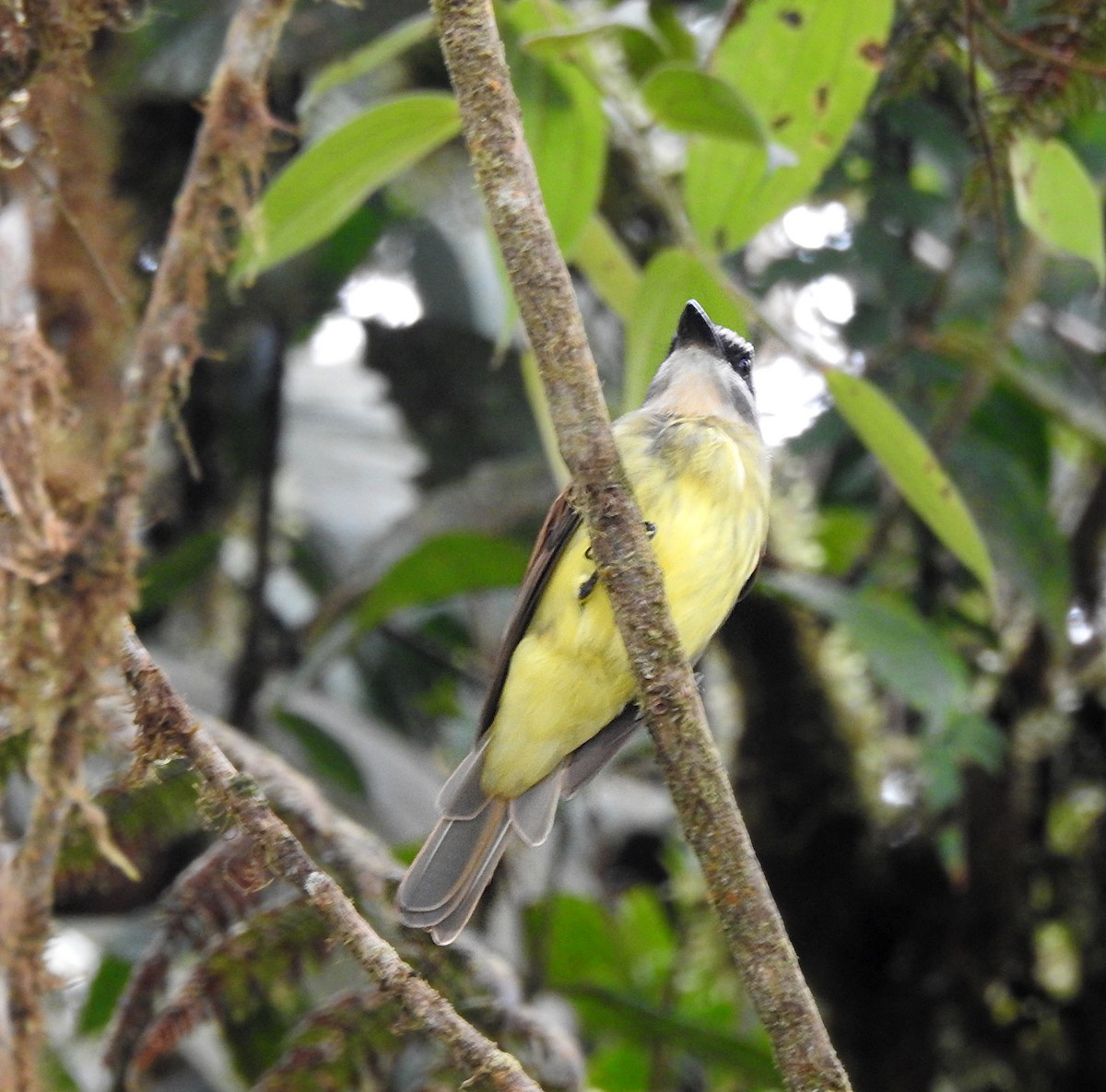 Golden-bellied Flycatcher - ML609617118