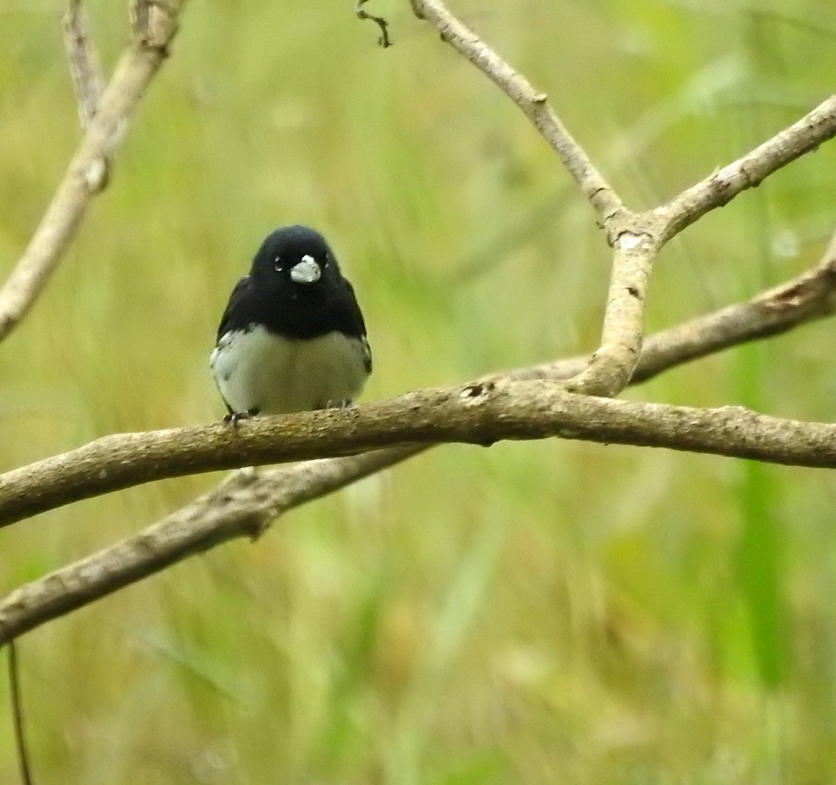 Black-and-white Seedeater - ML609617164