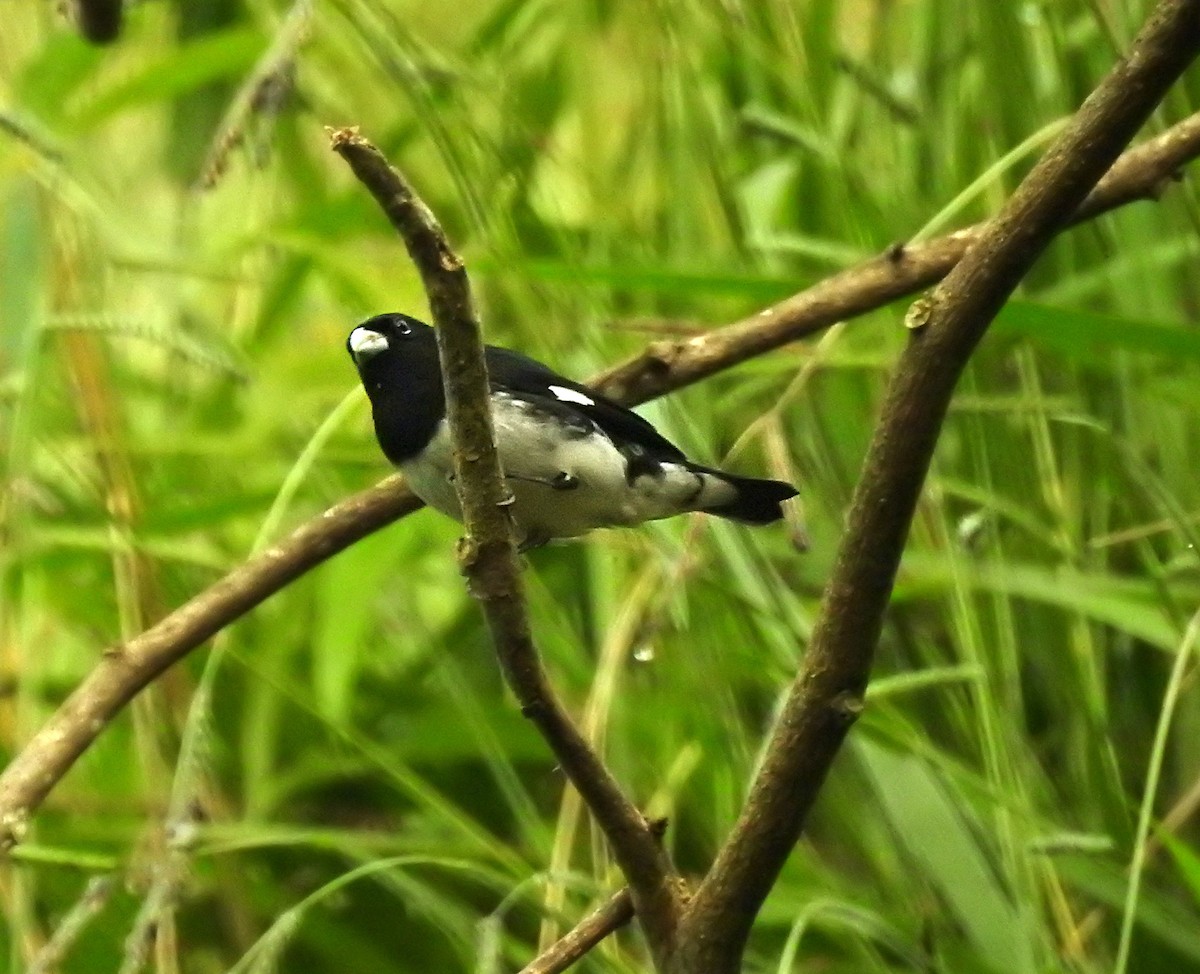 Black-and-white Seedeater - ML609617165