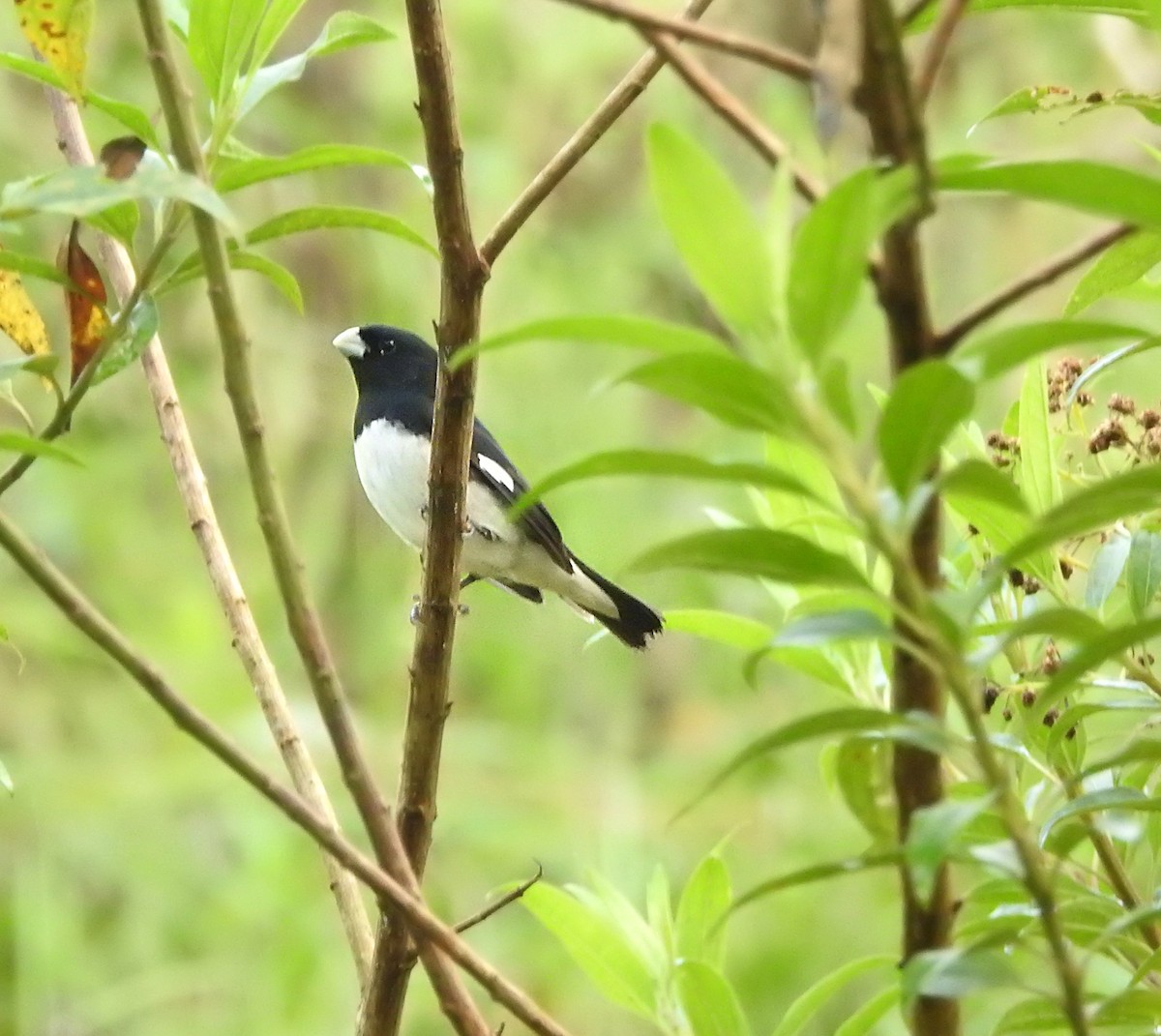 Black-and-white Seedeater - Andres Osorio Bird Guide