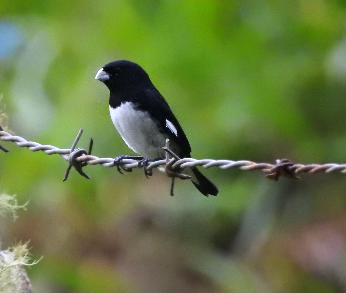 Black-and-white Seedeater - ML609617167